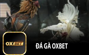 Đá Gà OXBET