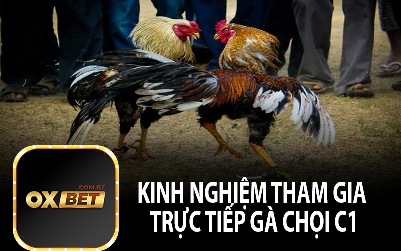 Kinh Nghiệm Tham Gia Trực Tiếp Gà Chọi C1