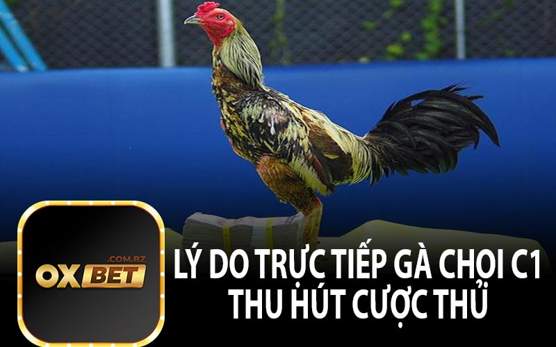 Lý Do Trực Tiếp Gà Chọi C1 Thu Hút Cược Thủ