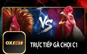 Trực Tiếp Gà Chọi C1